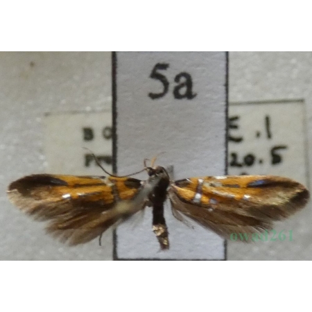 Schiffermuelleria schaefferella (Linnaeus, 1758) Czech5a